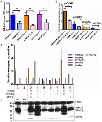 Dose-Dependent Rescue of KO Amelogenin Enamel by Transgenes in Vivo